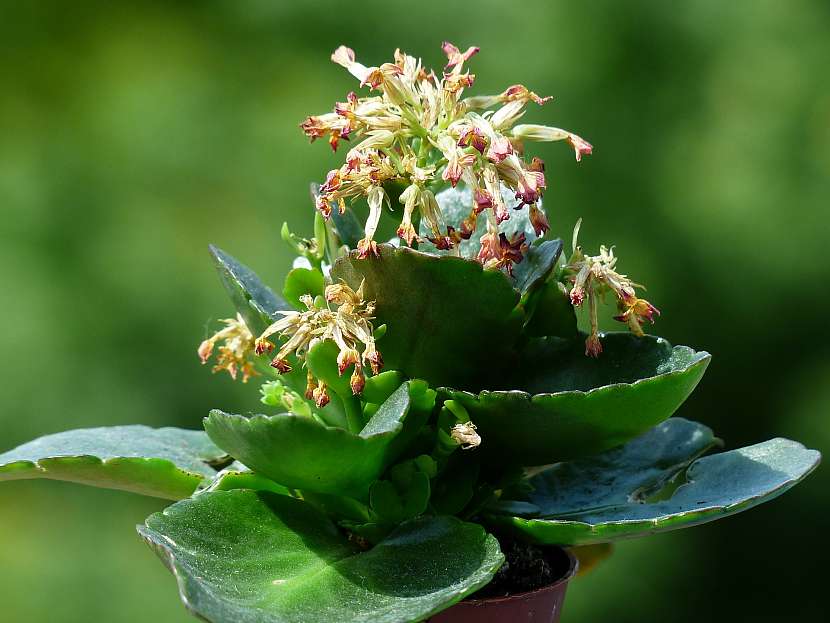 Kalanchoe po odkvětu potřebuje vaši péči: Zkuste ji ostříhat a namnožit 2