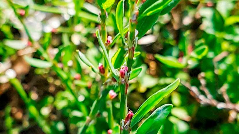 Jarní detox: rdesno ptačí nebo také truskavec ptačí (Polygonum Aviculare)