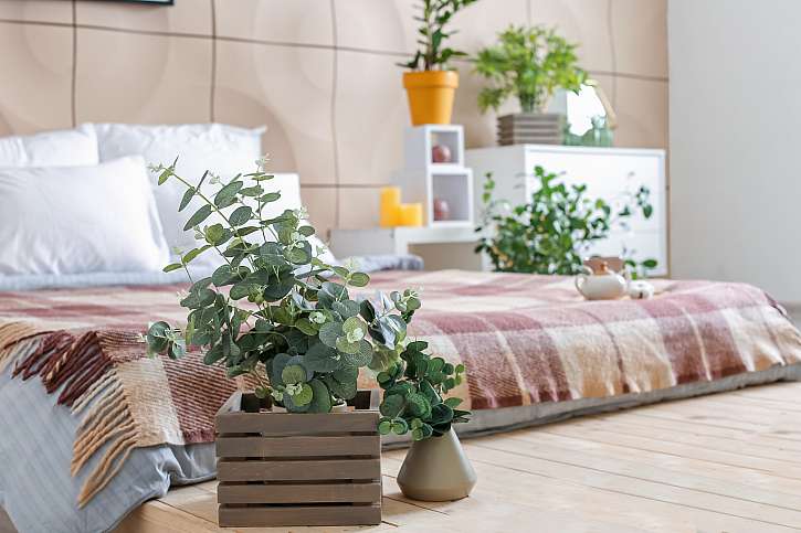 Pěstujte doma eukalyptus, bude se vám lépe dýchat (Zdroj: Depositphotos (https://cz.depositphotos.com))