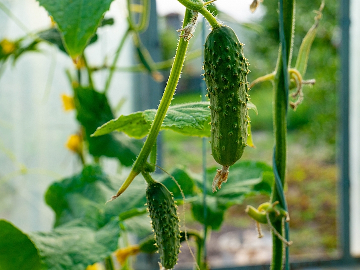 Okurky lze na balkoně úspěšně pěstovat, vyberte si ale vhodnou odrůdu (Zdroj: Depositphotos)
