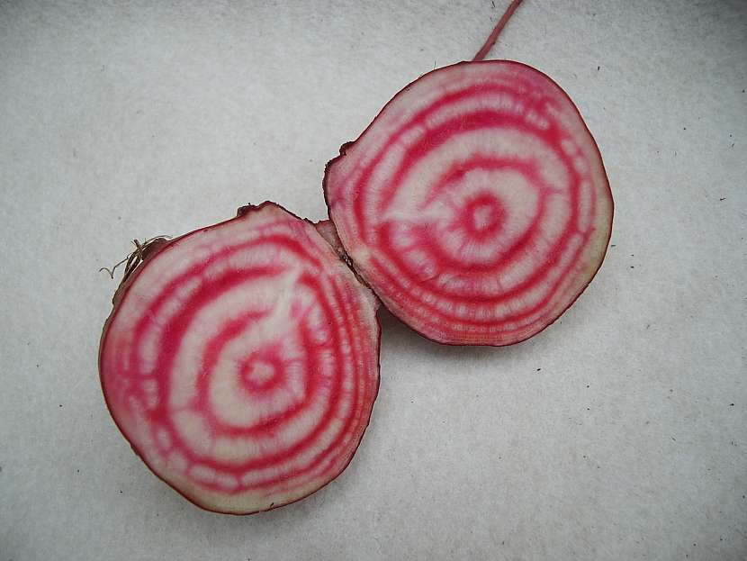 Řepa proužkovaná Tonda di Chioggia
