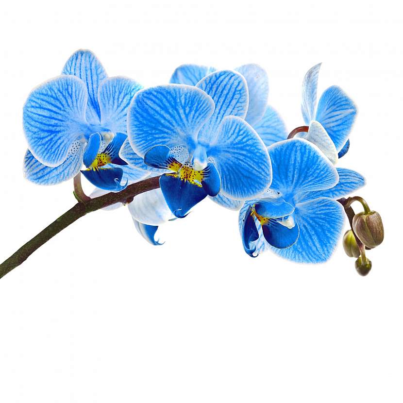 Modrá orchidej