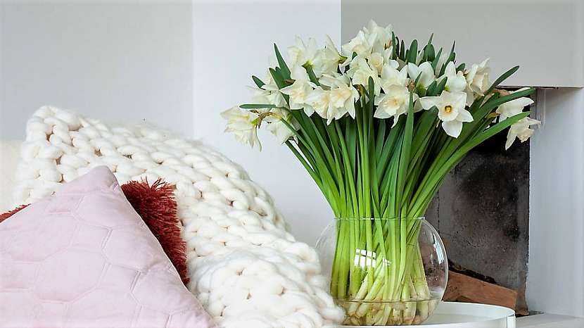 Aby kytice vydržela dlouho krásná: narcis (Narcissus) vydrží ve váze dlouho