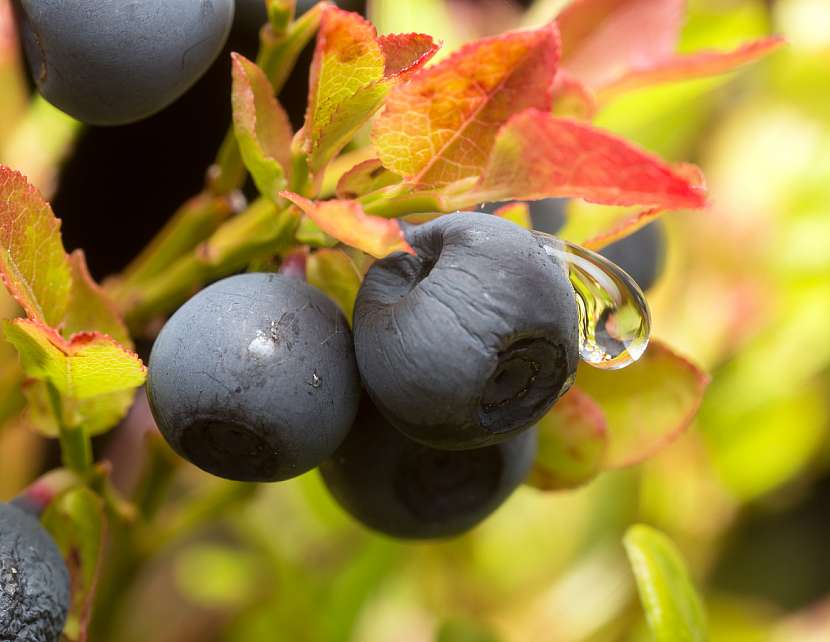 Brusnice borůvka (Vaccinium myrtillus L.)