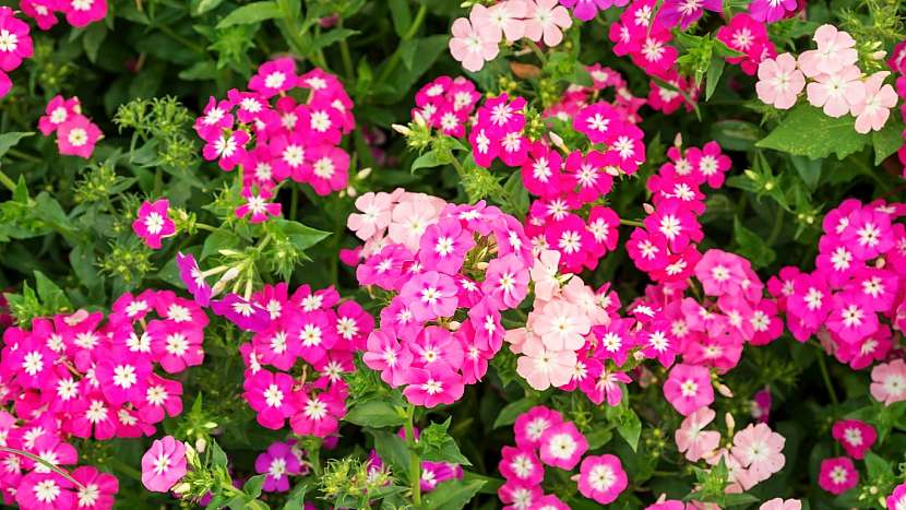 Letnička Phlox drummondii