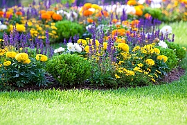 Půvabné trvalky pro letní záhony zkrášlí vaši zahradu