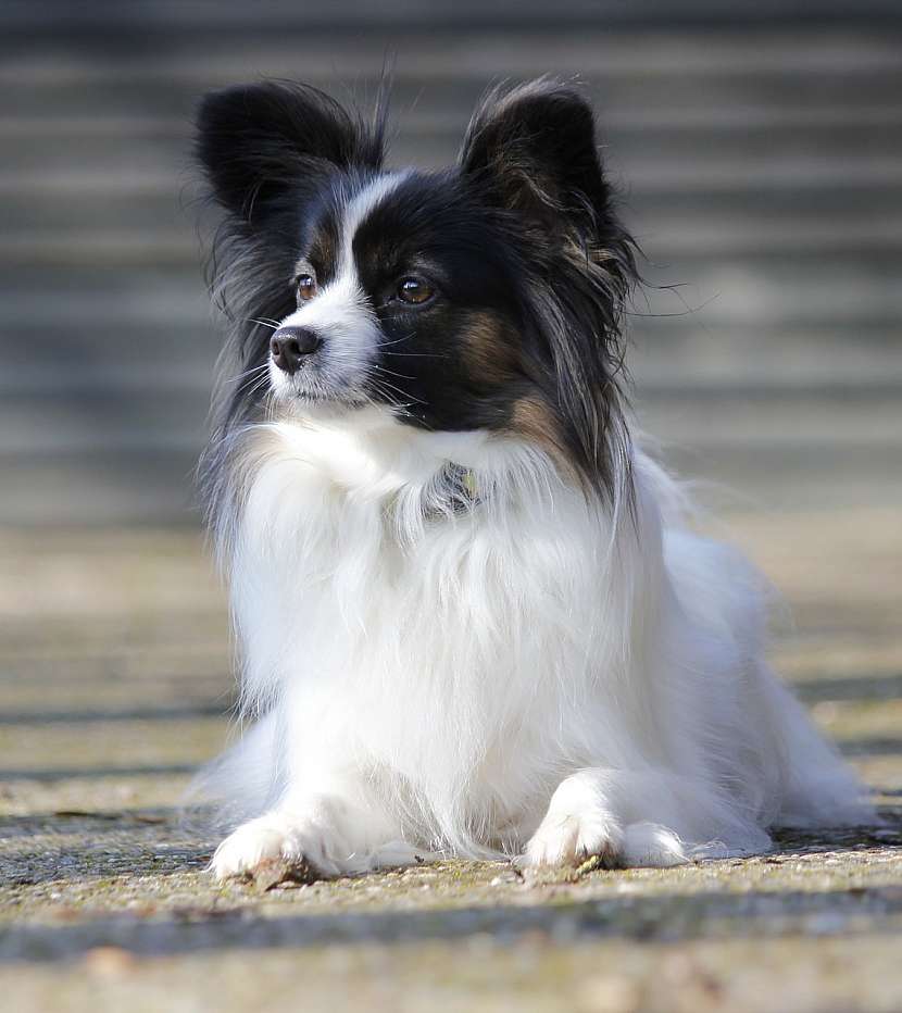 Papillon, kouzelné dlouhosrsté plemeno