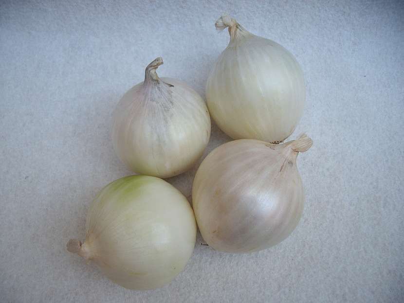 Bílá cibule Avalon