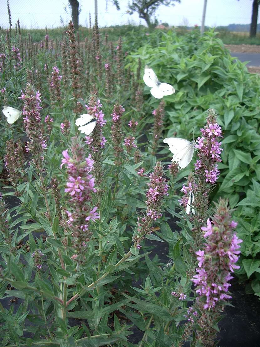 agastache