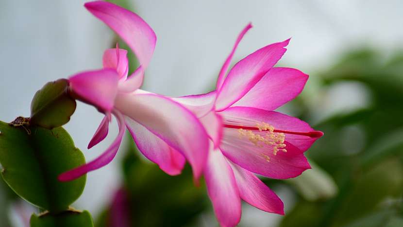 Nejkrásnější vánoční květiny: vánoční kaktus (Schlumbergera)
