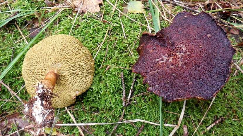 Klouzek nebo také hřib dutonohý (Boletus cavipes)