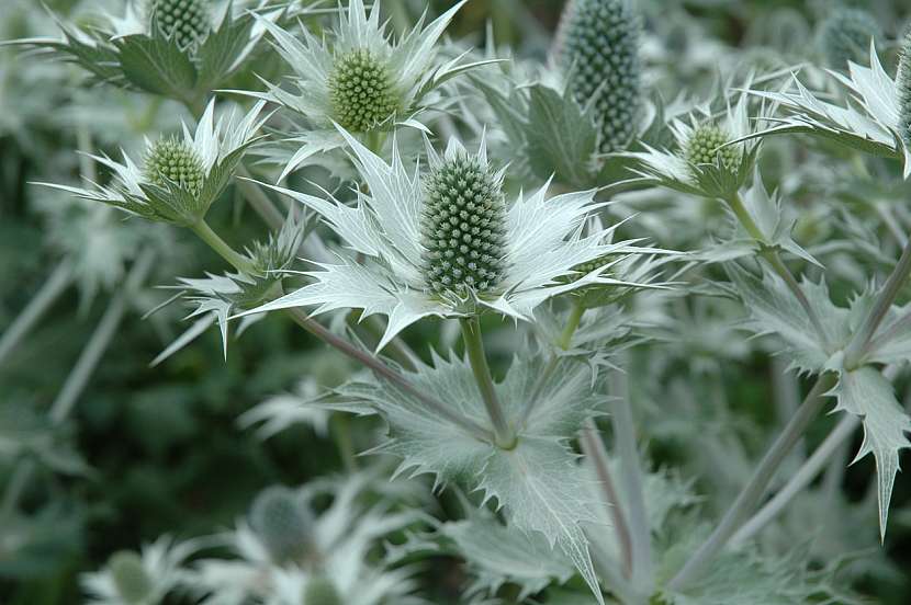 Máčka obrovská (Eryngium giganteum)