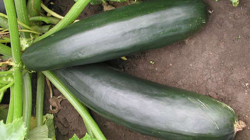 Klasická zelená cuketa (Cucurbita pepo): raný hybrid Startgreen F1