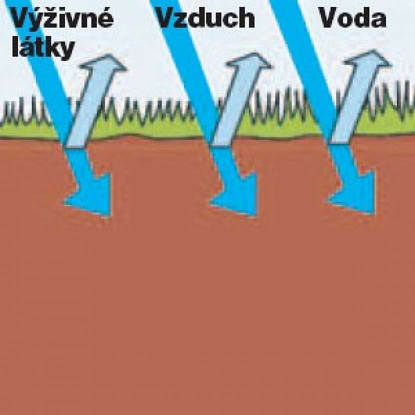 Umění anglického trávníku