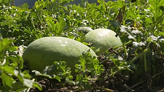 Jak pěstovat melouny i v našich končinách