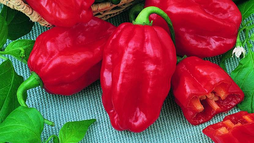 Paprička Habanero Red