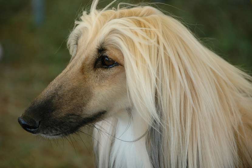 Afghánský chrt