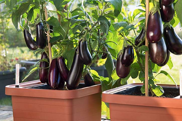 Balkon jako rozkvetlá i užitková zahrada