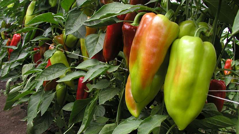 Paprika roční (Capsicum annuum): odrůda Lungy F1