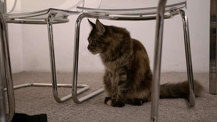 Kočka pod stolem.