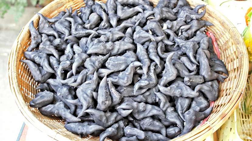Paleo dieta: vodní kaštany - plody kotvice plovoucí (Trapa natans)