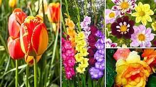 Tulipány, mečíky, jiřinky, begonie: Cibule, nebo hlízy? Víme, jak to je!