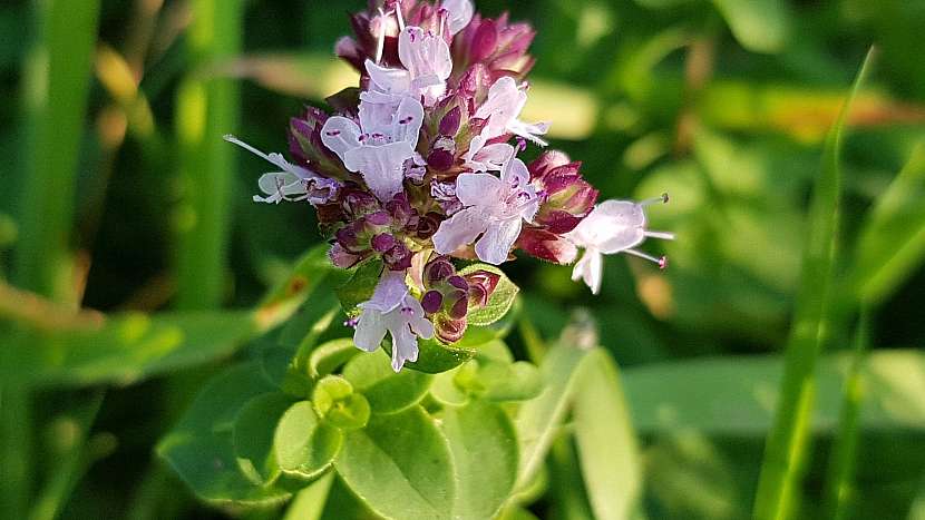 Přírodní antidepresiva: dobromysl obecná (Origanum vulgare)