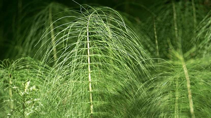Přírodní zahrada: přeslička rolní (Equisetum arvense) chrání před padlím