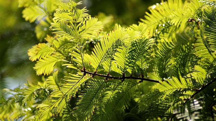 Rostliny vhodné do živého plotu: tis (Taxus)