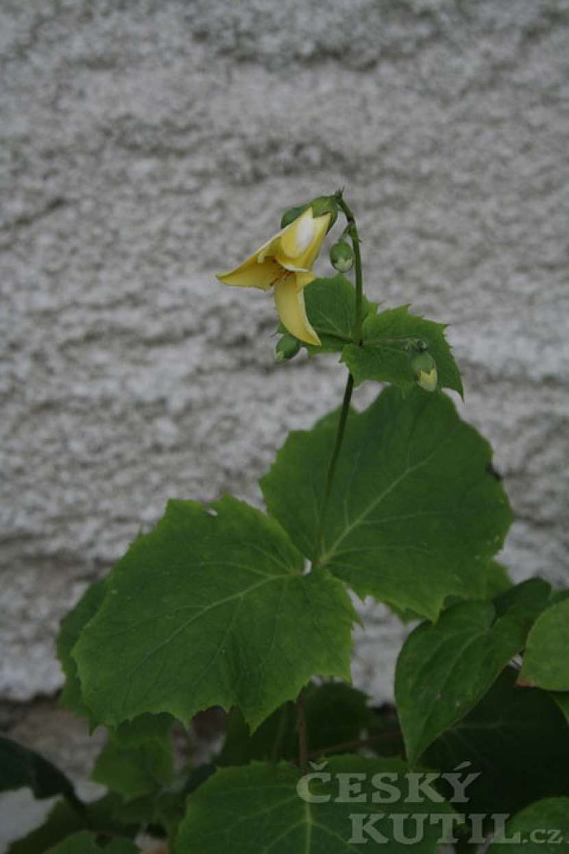 Kirengešoma korejská