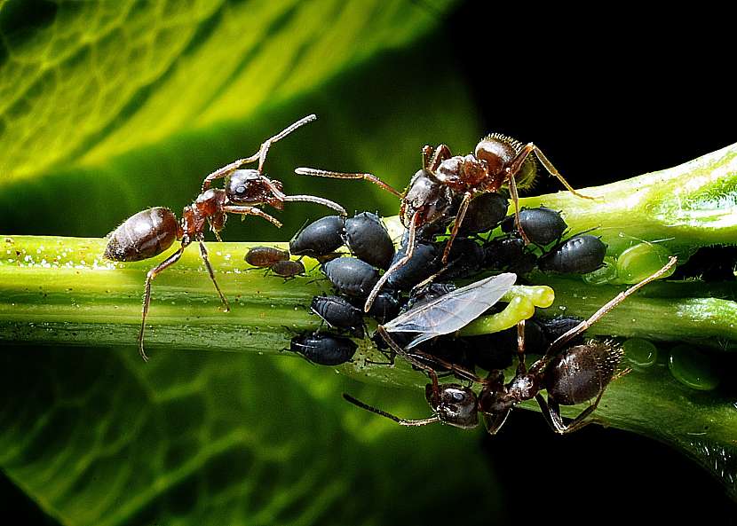 2_ants-1271768_1920