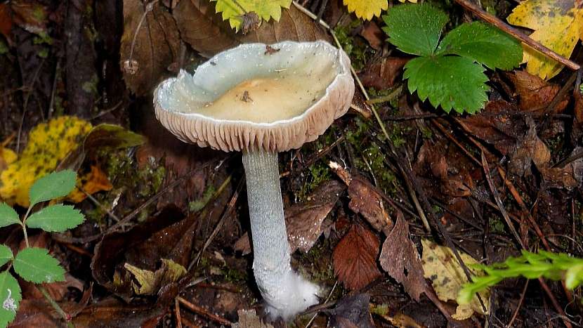 Límcovka měděnková (Stropharia aeruginosa)