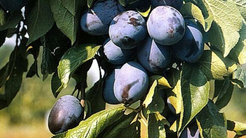 Švestka pravá: Domácí švestka je původem z Čech