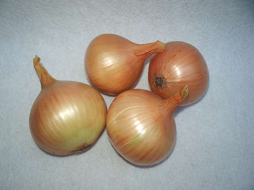 Ozimá cibule