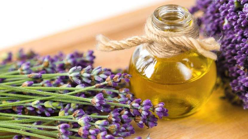 Levandule lékařská (Lavandula angustifolia): domácí olej má mj. protizánětlivé účinky