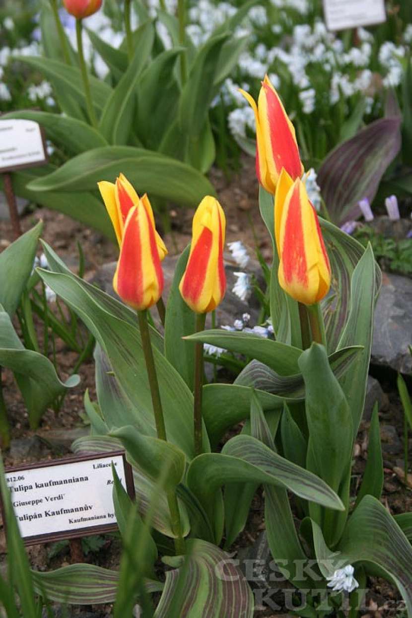 Tulipán Kaufmannův