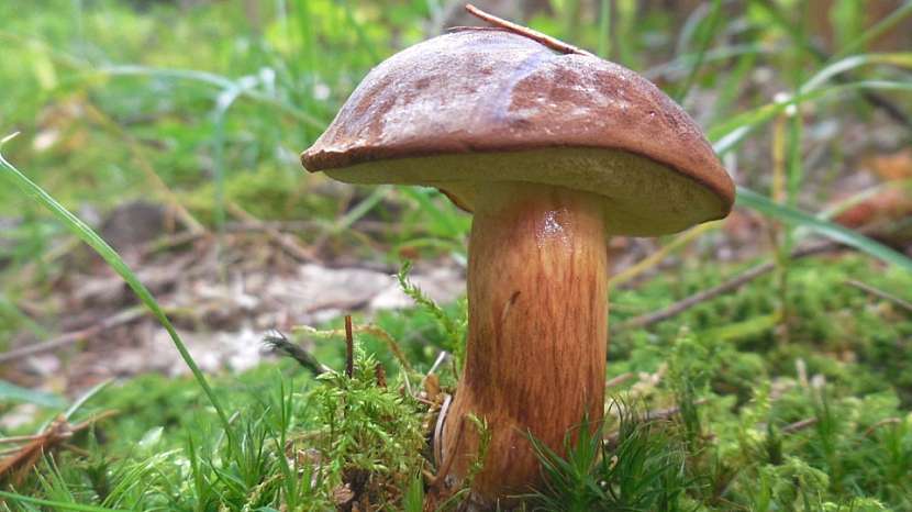 NEJ houby podzimu: hřib hnědý (Boletus badius)