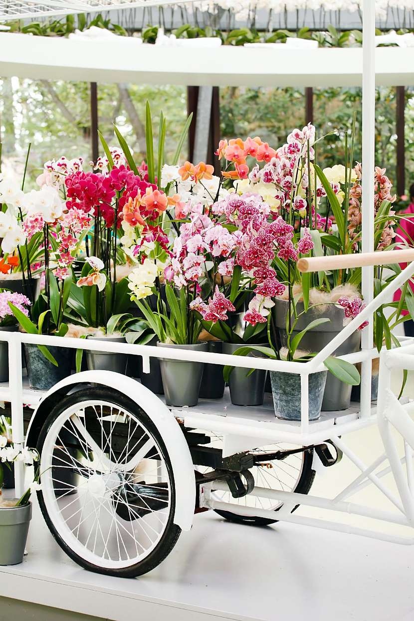 Různé orchidee