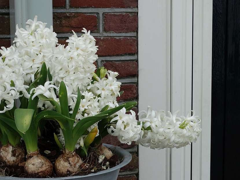 Hyacinty v květináči