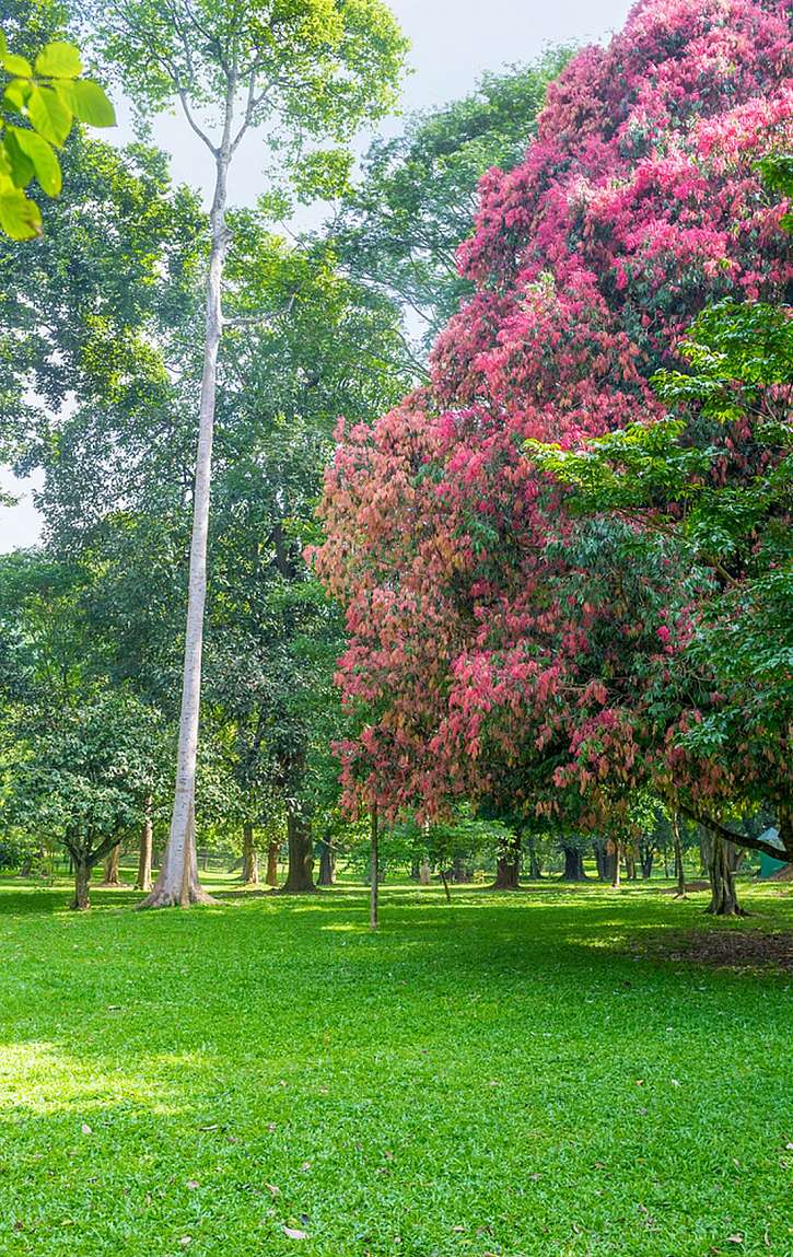 Botanická zahrada, která vám vezme dech – Paradeniya na Srí Lance