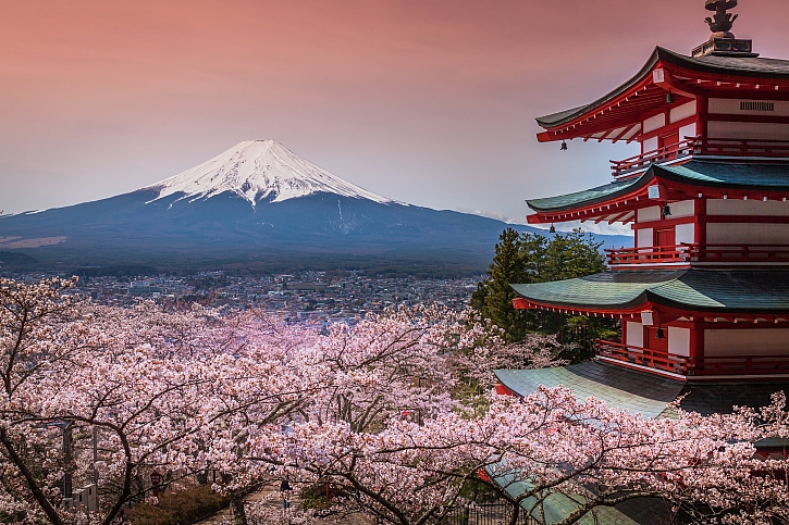Sakura čili okrasná třešeň je skutečnou kráskou (Zdroj: Depositphotos)