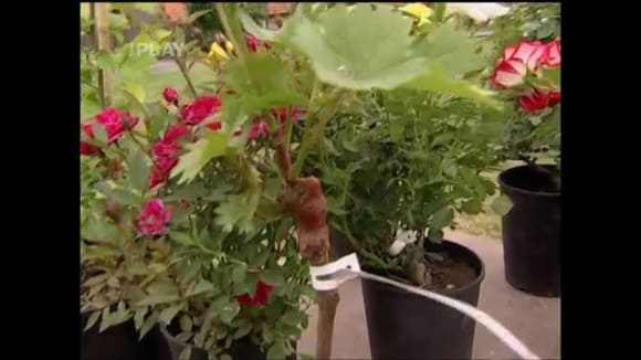 Jak vysazovat rostliny pěstované v kontejnerech