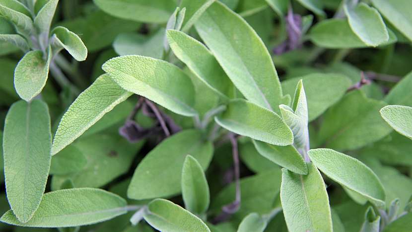 Bylinková zahrádka: šalvěj lékařská (Salvia officinalis)