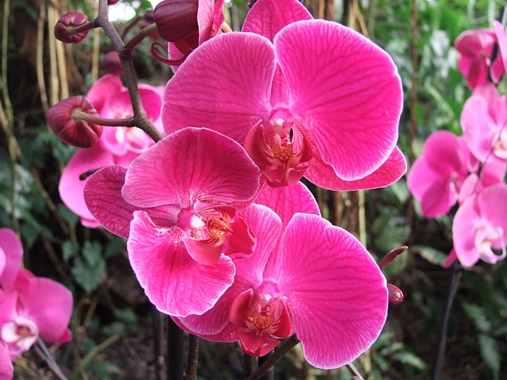 Orchidej můrovec (phalaenopsis)