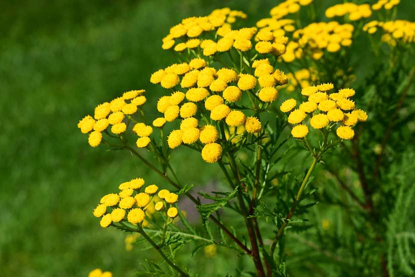 Vratič obecný (Tanacetum vulgare)