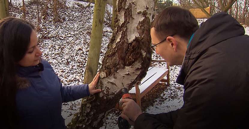 Břízu můžeme navrtat aku šroubovákem