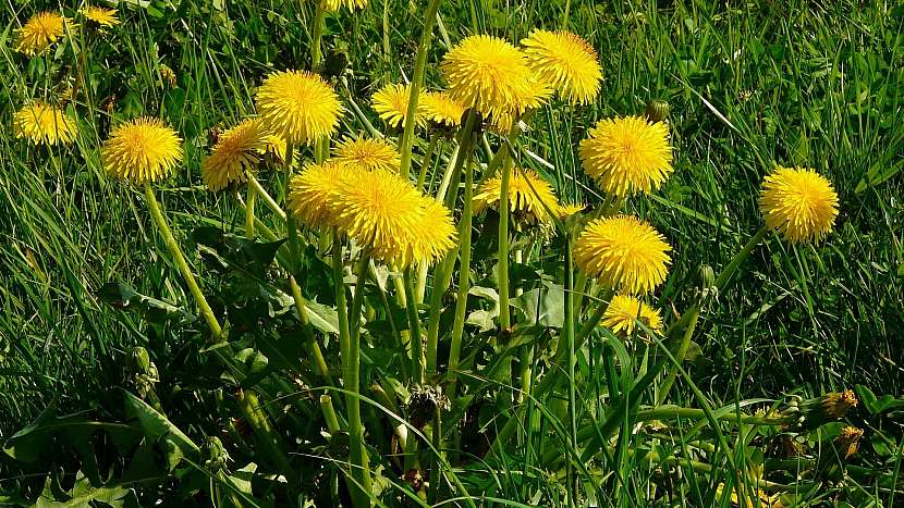 Přírodní zahrada: pampeliška lékařská (Taraxacum officinale) nejvíc prospívá ovoci