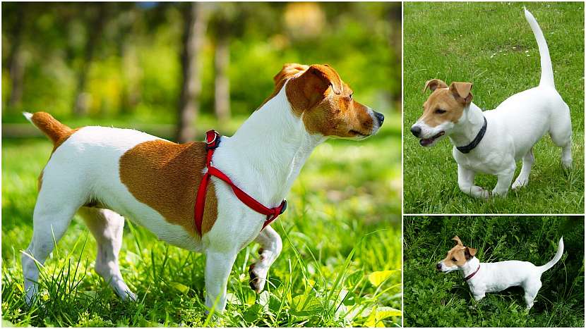 Jack Russell teriér, s ocáskem dlouhým i zkráceným