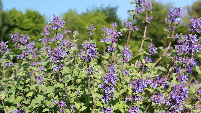 Přírodní antidepresiva: šanta kočičí (Nepeta cataria)
