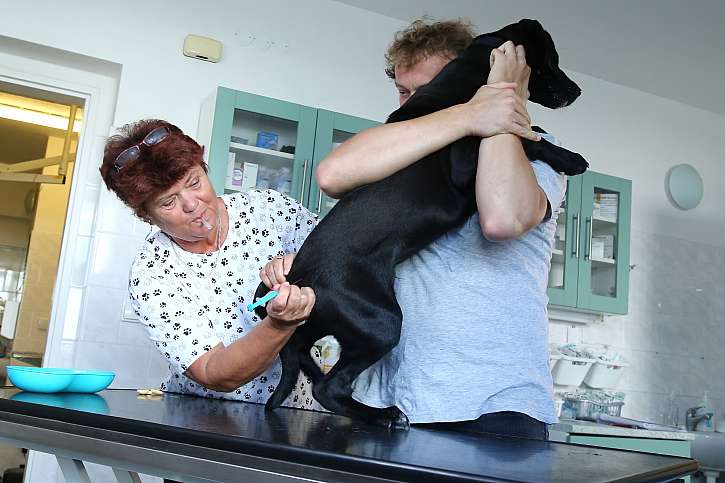Očkování je jediná možnost, jak ochránit psy před tetanem